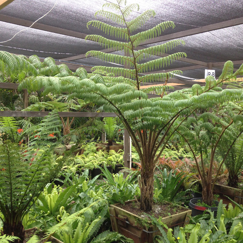 Specimen Tree Ferns